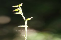 Sirhookera latifolia